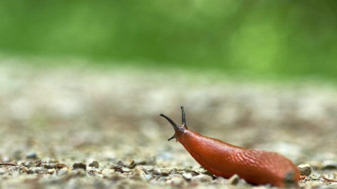 wolfgang-hasselmann-_IQjEv--6sE-unsplash